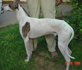 Rampur Hound