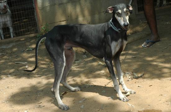 dog rajapalayam