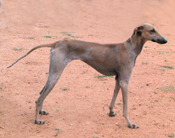 http://www.indiaveterinarycommunity.com/indianscenario/images/mudoul-01.jpg