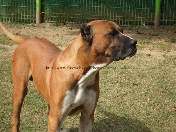 64802015_1-wanted-indian-alangu-mastiff-thiruchi