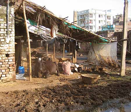 cows in filth : khatals in patna, bihar