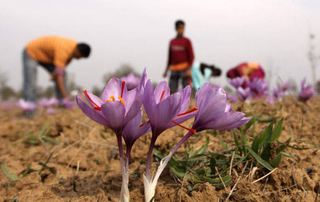 Saffron flowers in bloom in the Kashmir Valley