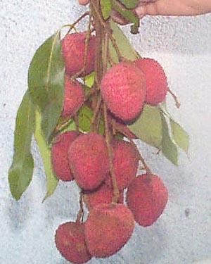 shahi litchi